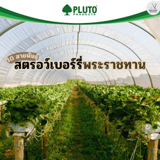 10 พันธุ์สตรอว์เบอร์รี่พระราชทาน