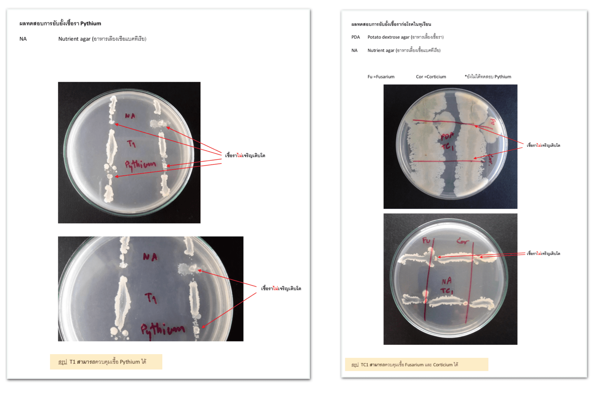 การทดสอบประสิทธิภาพผลิตภัณฑ์พลูโต ไบโอกรีน ต่อการต้านทานเชื้อ Pythium เชื้อ Fusarium และเชื้อ Corticium ในต้นกล้าทุเรียน