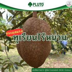 ทุเรียนไร้หนาม