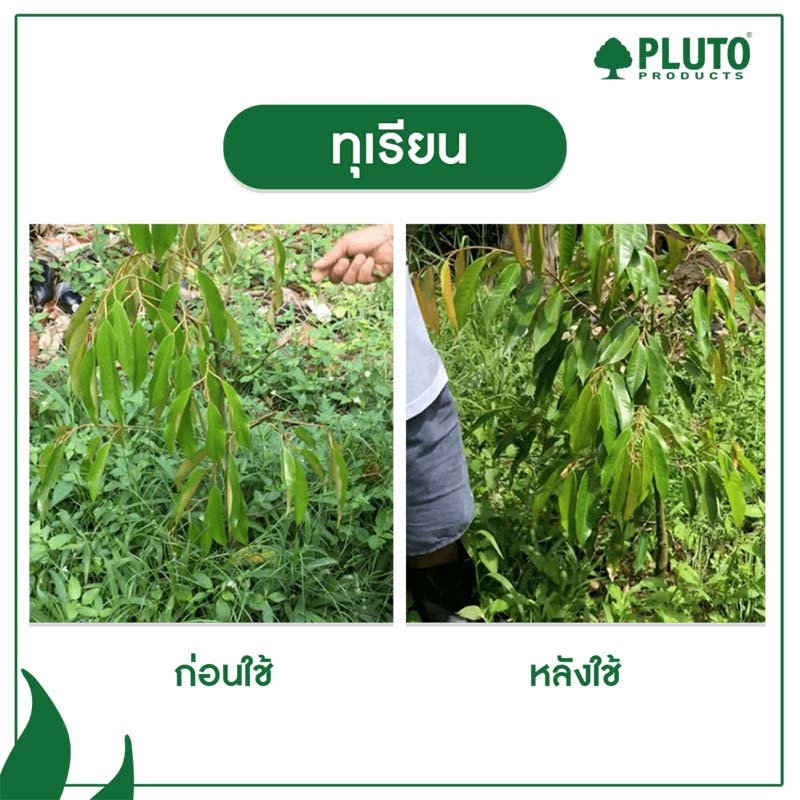 รีวิวทุเรียน-1