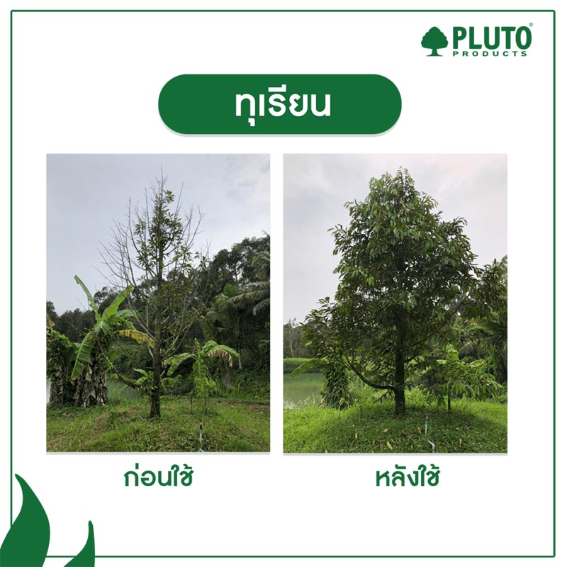 รีวิวทุเรียน-5