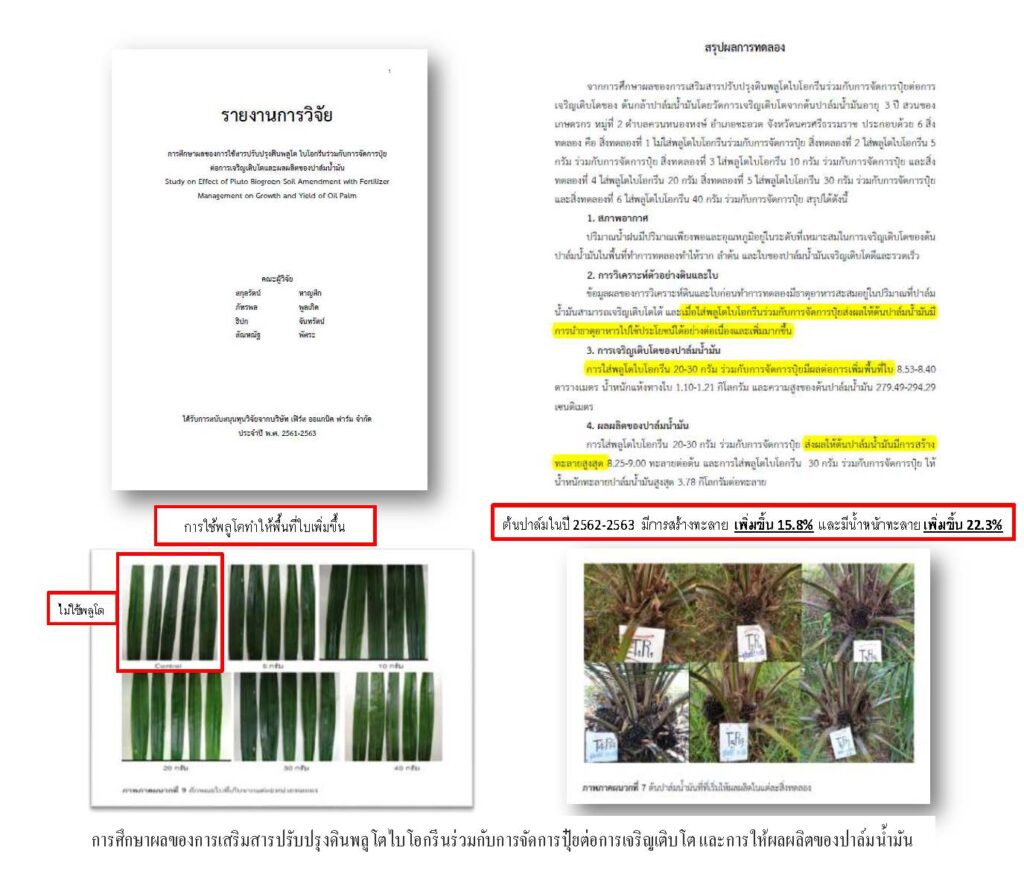 การศึกษาผลของการใช้สารปรับปรุงดิน พลูโต ไบโอกรีนร่วมกับการจัดการปุ๋ยต่อการเจริญเติบโตและผลผลิตของปาล์มน้ำมัน