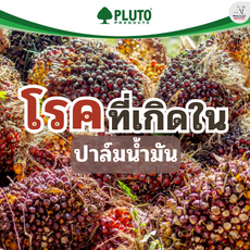 โรคที่เกิดในปาล์มน้ำมัน