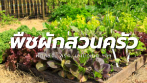 รีวิว-พืชผักสวนครัว