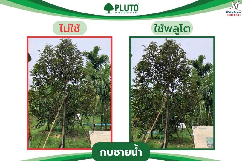 รีวิว ทุเรียนพันธุ์กบชายน้ำ