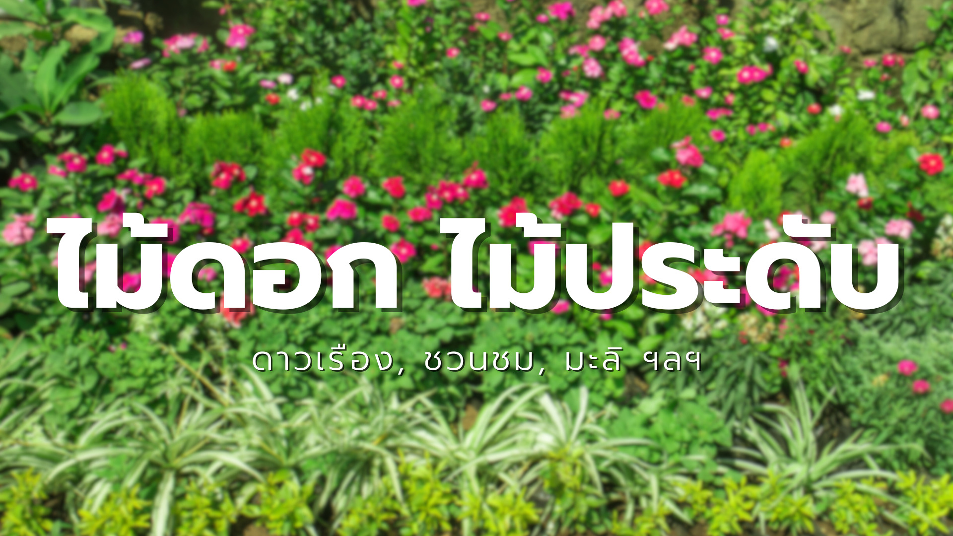 รีวิว-ไม้ดอกไม้ประดับ